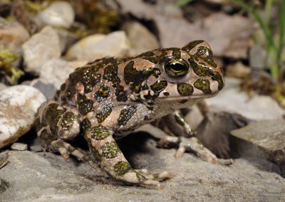 Wechselkröte (Bufotes viridis) - European green toad