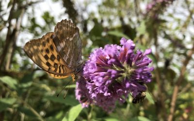EU-Biodiversitätsstrategie 2030