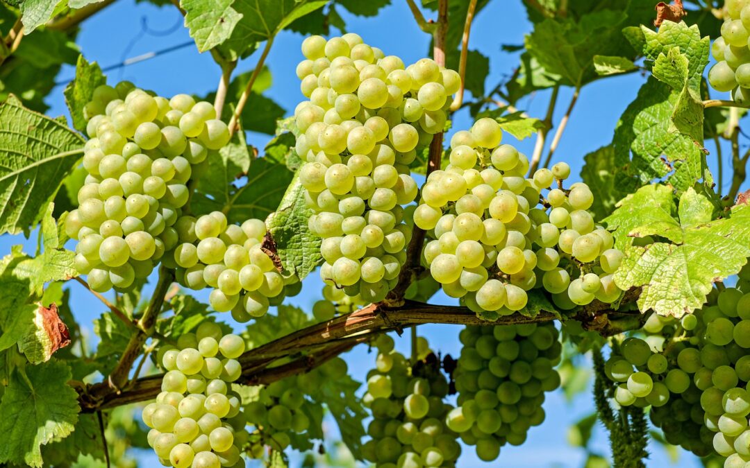 So kommt der Stein in den Wein